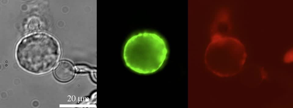 徳島大学大学院医歯薬学研究部　口腔科学部門　臨床歯学系　顎機能咬合再建学分野